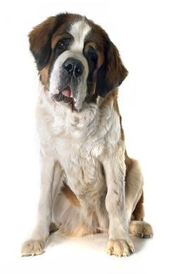 Lielo šķirņu suņiem